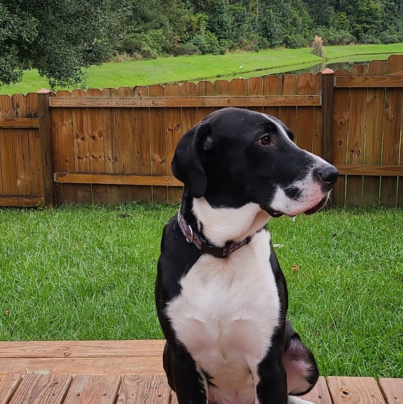 🌿 Meet the Posher 🌿 - Picture 5 of 7